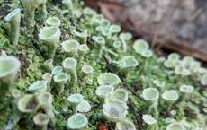 Article Image for Biomimicry: Design Inspired by Nature