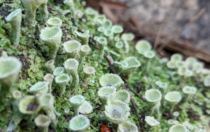 Article Image for Biomimicry: Design Inspired by Nature