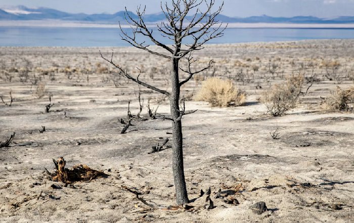 Article Image for Climate Change and Biodiversity Loss Explained