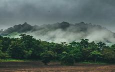 Article Image for Climate Solutions Inspired by Nature