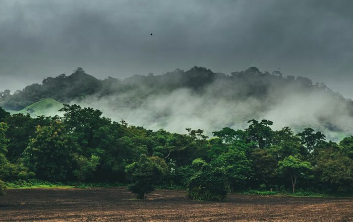 Article Image for Climate Solutions Inspired by Nature