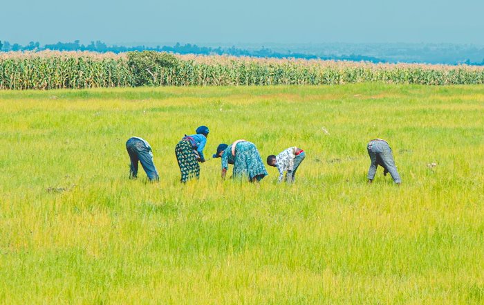 Article Image for Community-Led Environmental Initiatives