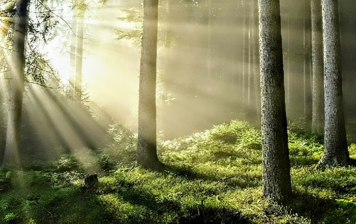 Article Image for Cultivating Environmental Awareness in a Noisy World