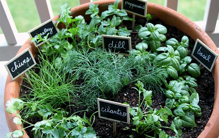 Cultivating Sustainable Prosperity The Rising Importance of Home Herb Gardens