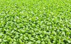 Embracing Organic Agriculture A Pillar for Sustainable Living in 2025