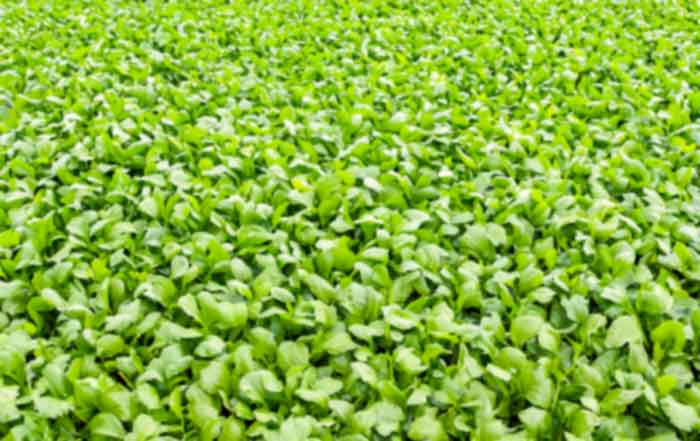 Embracing Organic Agriculture A Pillar for Sustainable Living in 2025