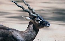 Global Wildlife Protection in 2025 Challenges Innovations and Collaborative Solutions