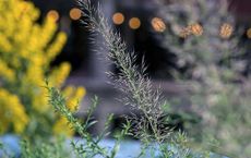 The Future of Global Tree Planting A Holistic Overview