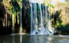 Article Image for Forest Bathing and Ecological Mindfulness