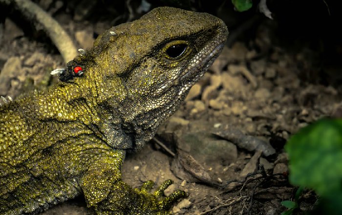 Article Image for How New Zealand’s Indigenous Communities Are Leading Conservation Efforts