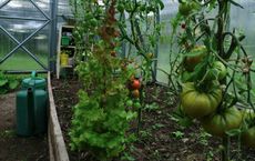 Article Image for How Sustainable Living Choices Shape a Healthier Planet