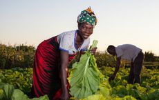 Article Image for How to Build Climate-Resilient Food Systems in Sub-Saharan Africa