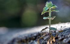 Article Image for Investing in the Regenerative Economy