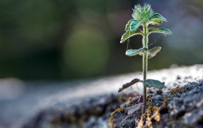 Article Image for Investing in the Regenerative Economy