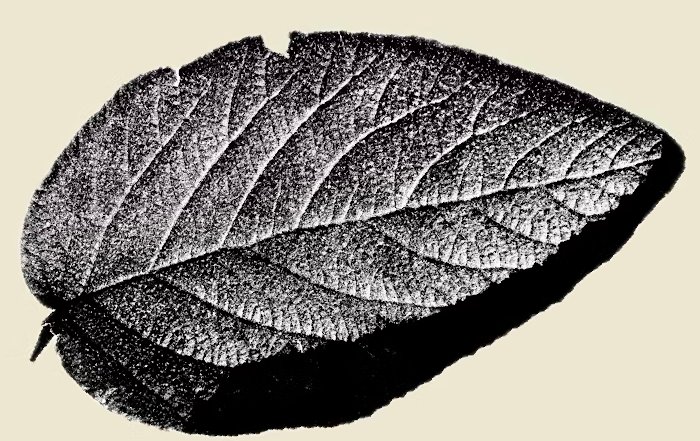 Article Image for Mapping Your Personal Carbon Footprint