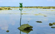 Article Image for Simple Actions That Support a Sustainable Future