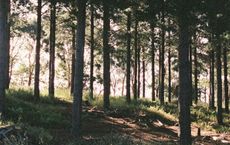 Article Image for The Benefits of Forest Schools for Early Childhood Development