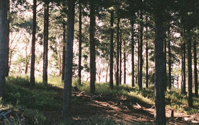 Article Image for The Benefits of Forest Schools for Early Childhood Development
