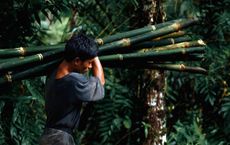 Article Image for The Global South as a Sustainability Leader