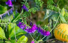 Article Image for The Healing Power of Gardening