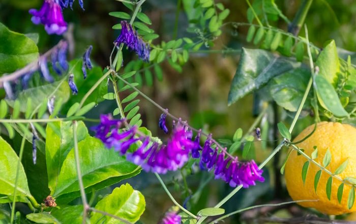 Article Image for The Healing Power of Gardening