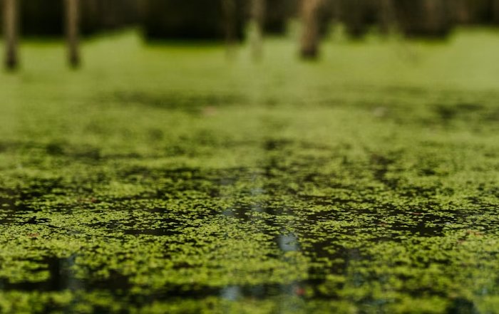 Article Image for The Potential of Algae as a Sustainable Material and Fuel Source