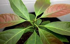 Indispensable Role of Trees in Shaping Global Sustainability A Holistic Perspective for 2025