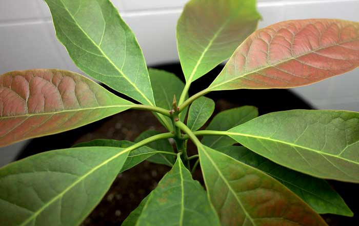 Indispensable Role of Trees in Shaping Global Sustainability A Holistic Perspective for 2025