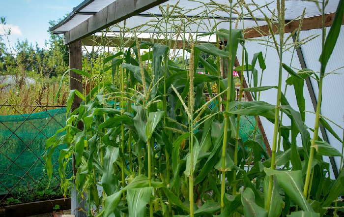 Article Image for Urban Agriculture and Food Security