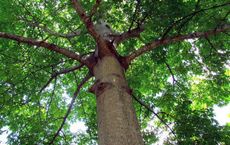The Value of Tree Planting for Environmental and Human Prosperity