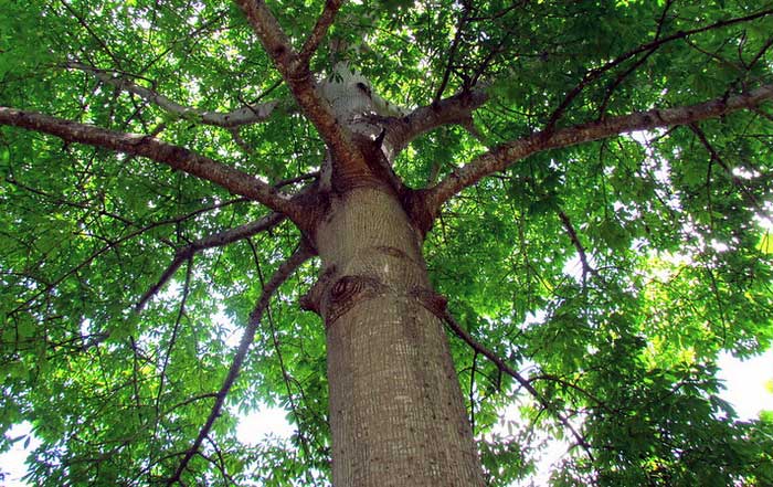 The Value of Tree Planting for Environmental and Human Prosperity