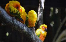 Safeguarding Biodiversity A Collective Responsibility in 2025